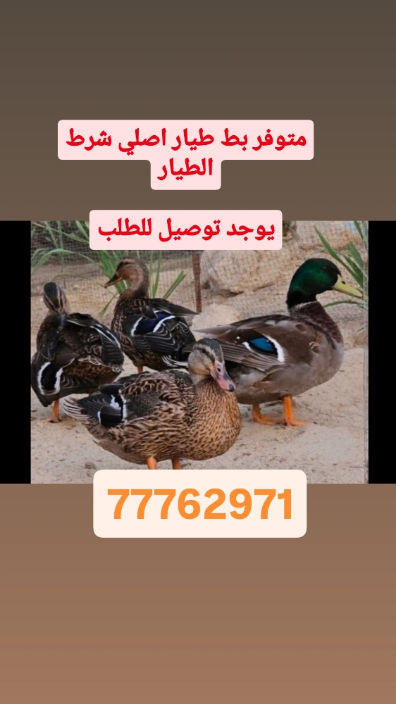 .بط طيار اصلي - 1