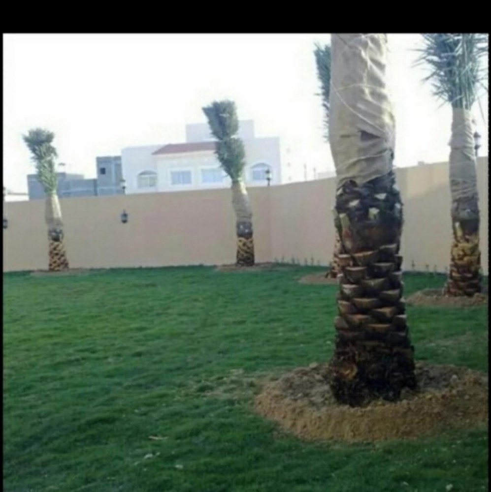 ترتيب النجيل الطبيعي - 4