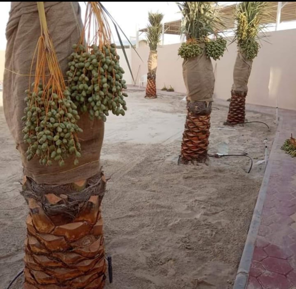 ترتيب النجيل الطبيعي - 2