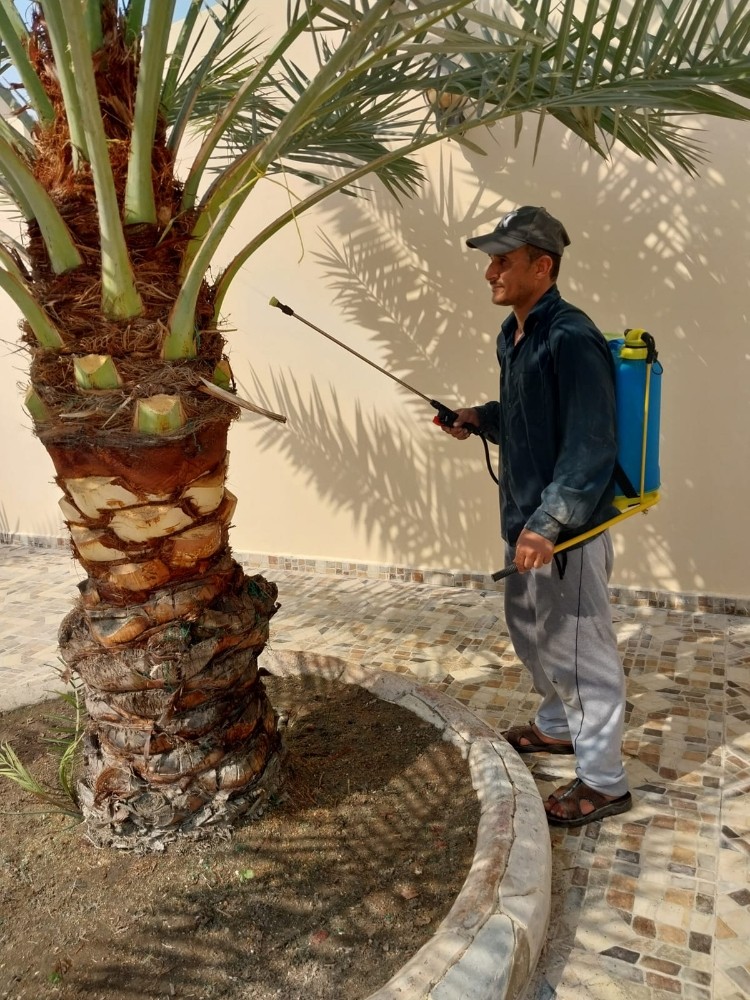 نقوم بعمل النخيل - 2