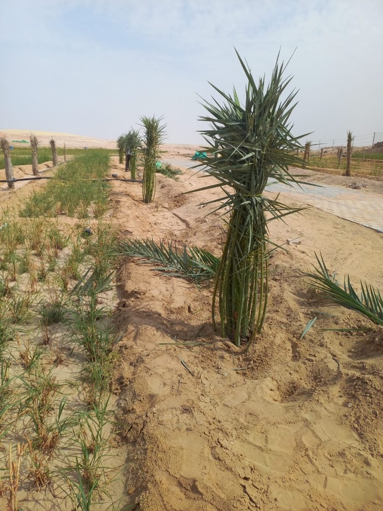 نقوم بعمل النخيل - 4