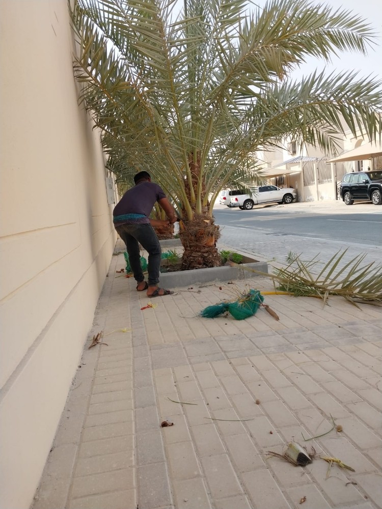 نقوم بعمل النخيل - 1