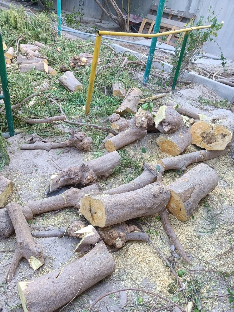 تقطيع اشجار وخلع نخل وتنسيق الحدا - 3