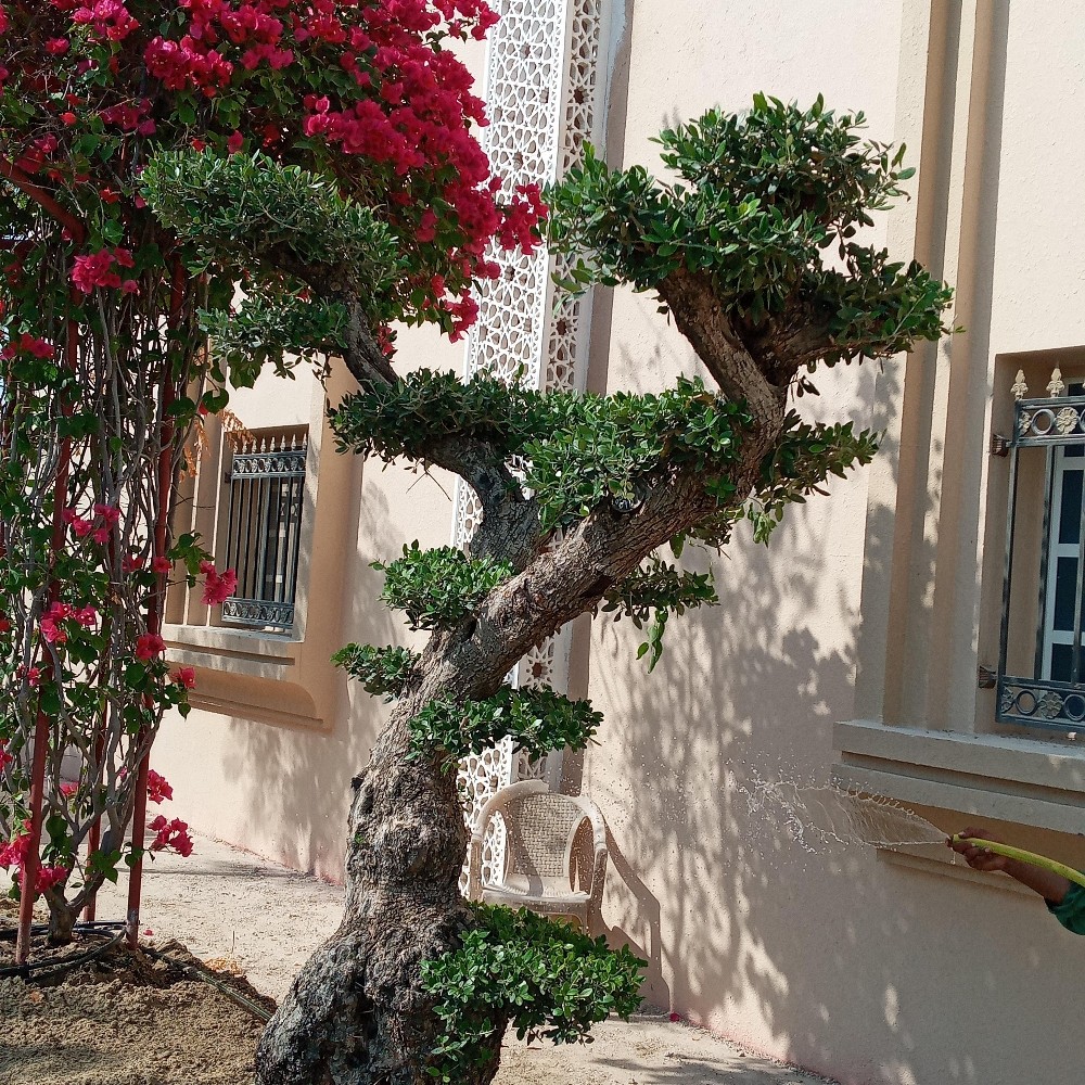 Garden decor and agriculture - 15