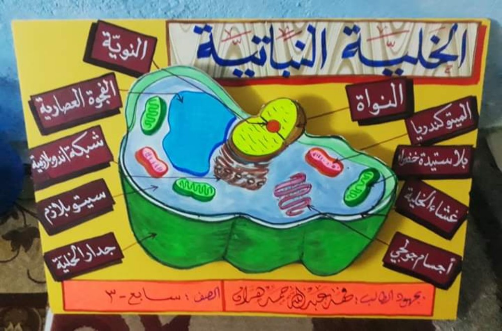 محمد إبراهيم الأسواني - 3