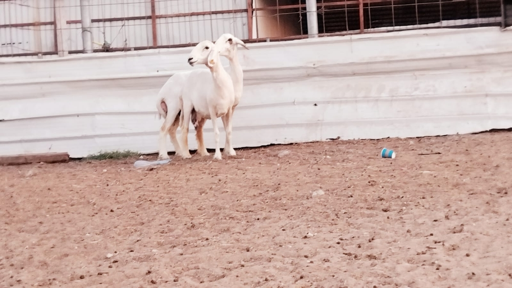 مطلوب شويهات حبص - 3