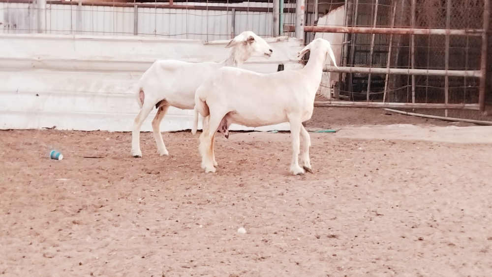 مطلوب شويهات حبص - 1