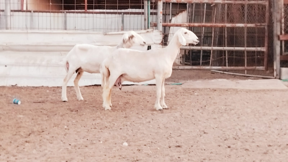 مطلوب شويهات حبص - 2