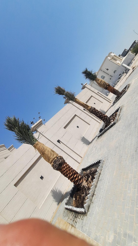 زراعه النخل - 4