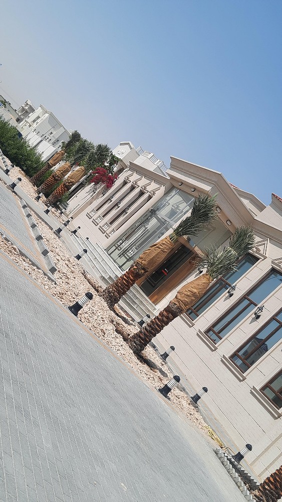 زراعه النخل - 2
