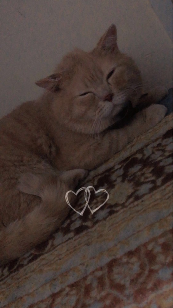 British shorthair  - 2