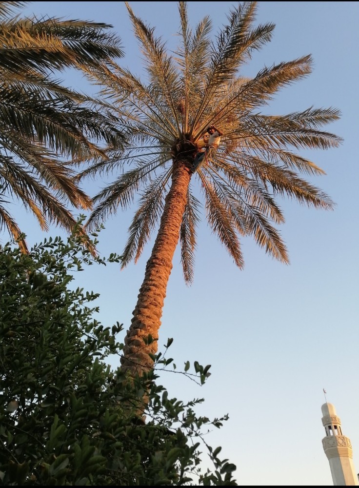 date tree decorator 30166150 - 2