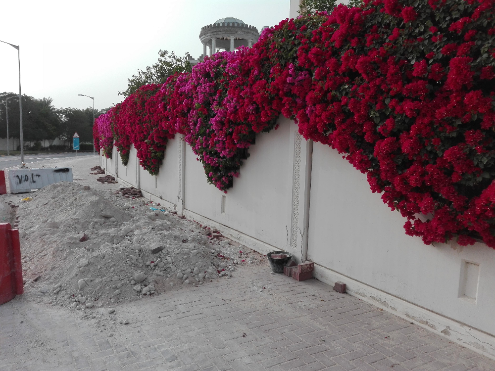 زراعه وديكورات حدائق - 4