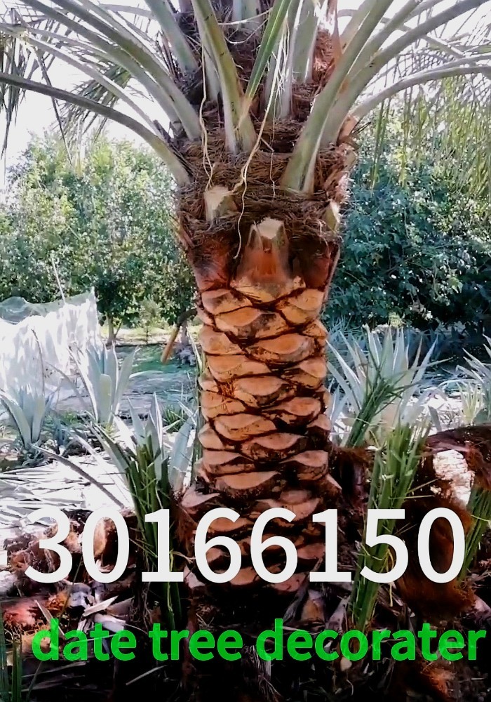 date tree decorator 30166150 - 4