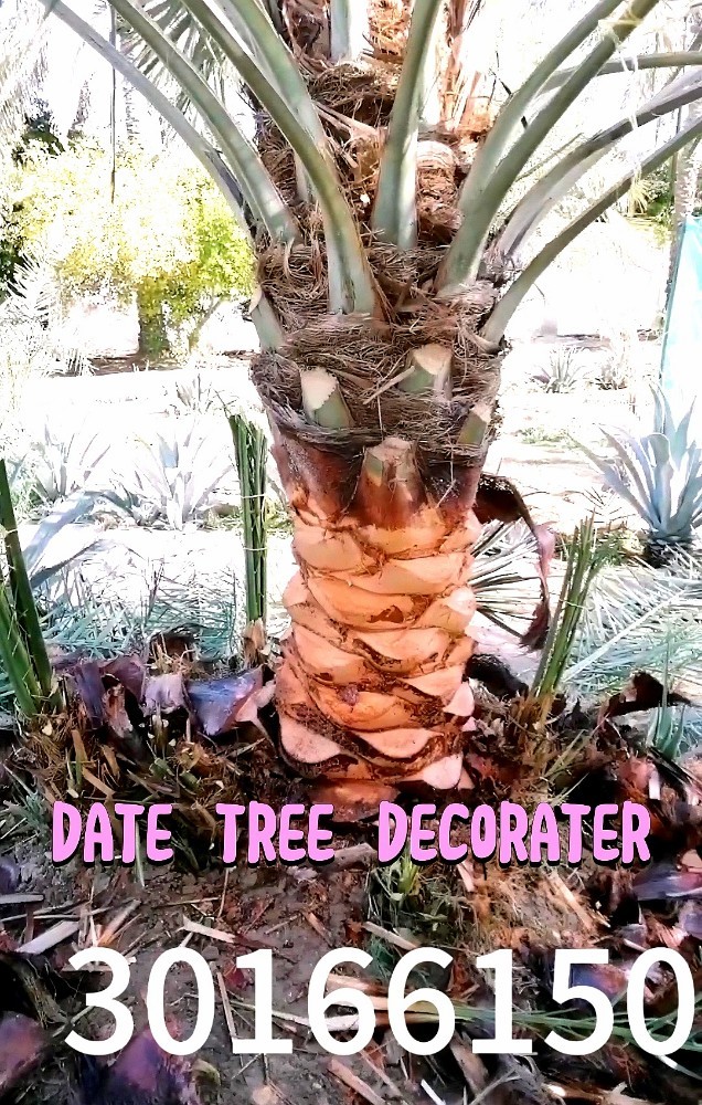 date tree decorator 30166150 - 3