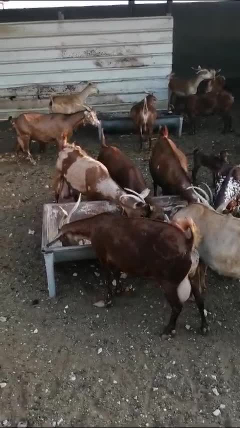 الماعز الجنوبي السعودي محايل عسير - 1