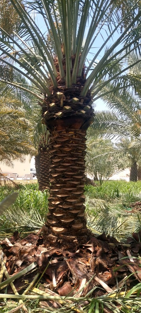 تلقيح النخيل - 9