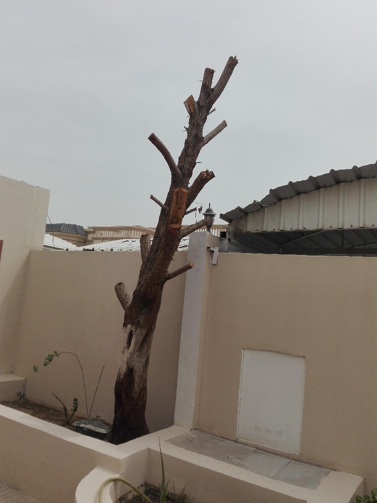 مقطع اشجار ونخيل - 2