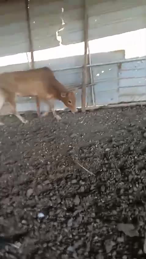 عجل عربي مفطوم - 1