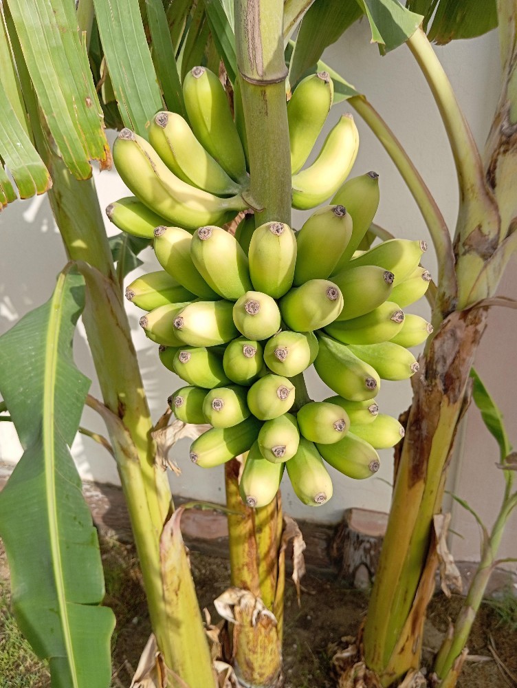 مقطع اشجار ونخيل - 4