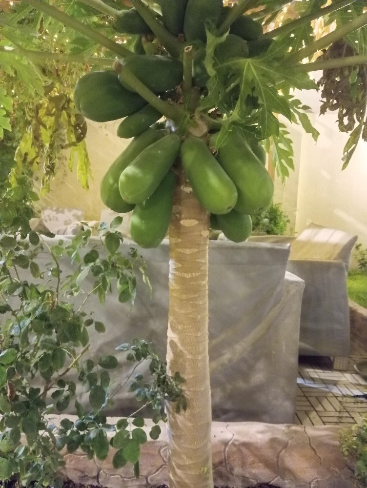 مقطع اشجار ونخيل - 2