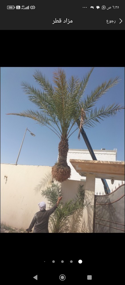 تقطيع اشجار وخلع نخيل - 1