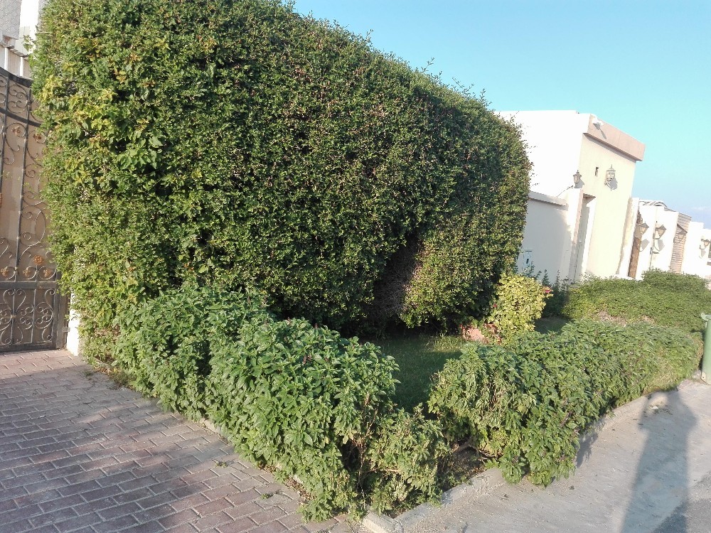 زراعه وديكور - 2