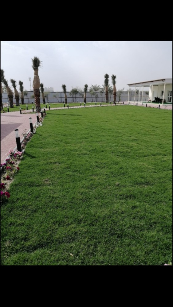 تكريب النخيل رش البلعوم السوس  - 2