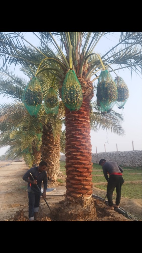 أعمال خلع النخيل ونقله قطع لا     - 1