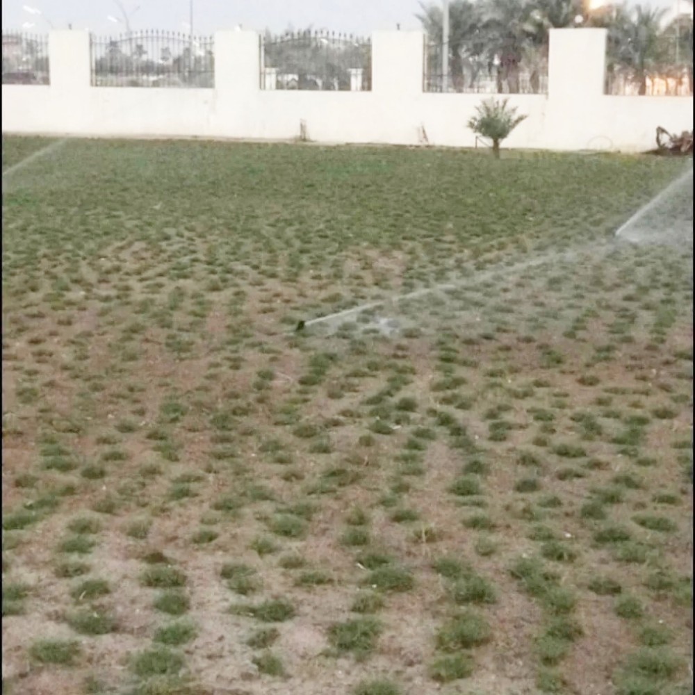 عشب طبعي للبيع - 13