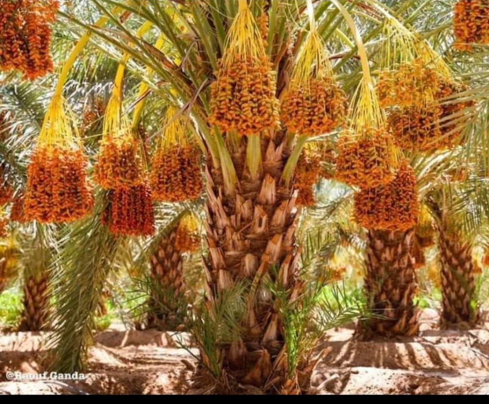 عشب طبعي للبيع - 9