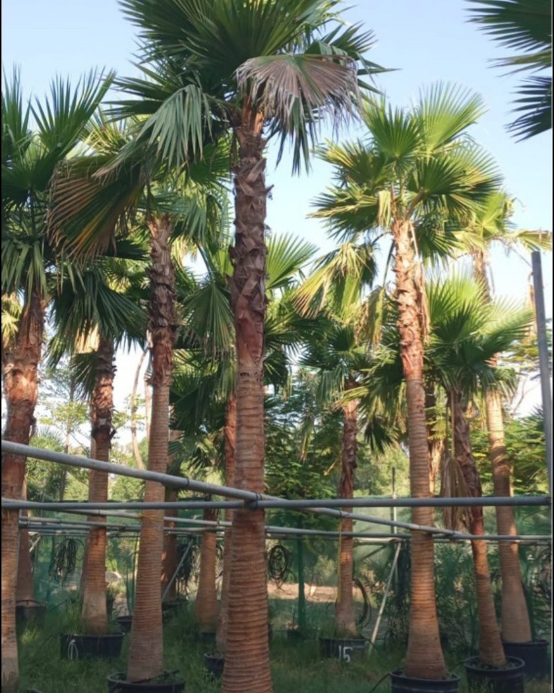 عشب طبعي للبيع - 8