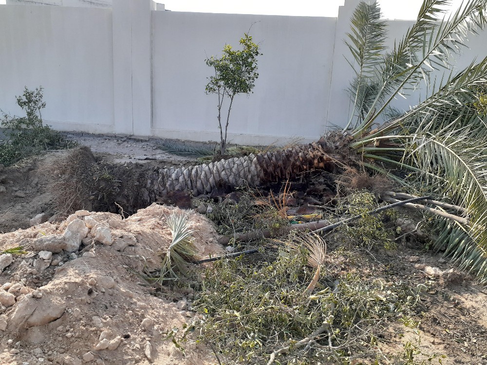 مقطع اشجار ونخيل - 1