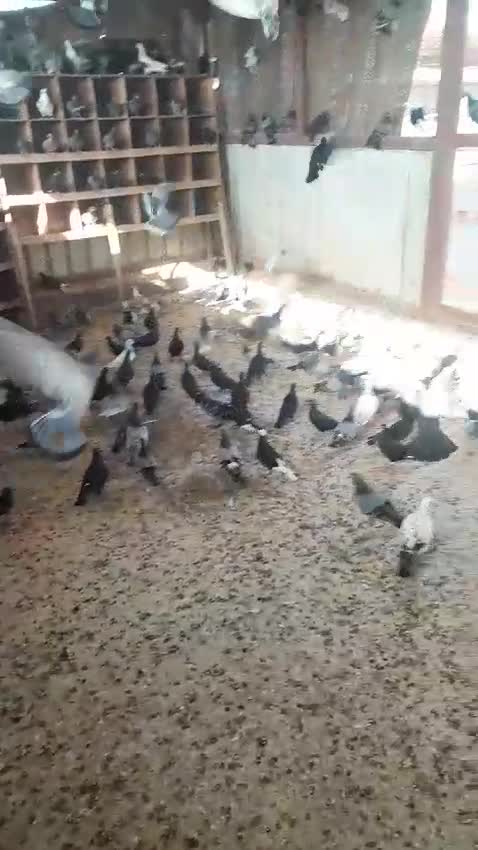 زواجل للبيع  - 1