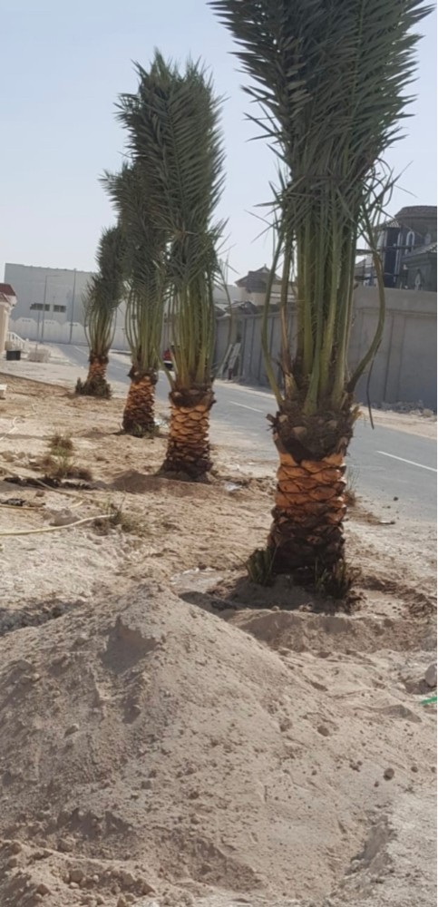 ابو عمرو للزراعه - 1