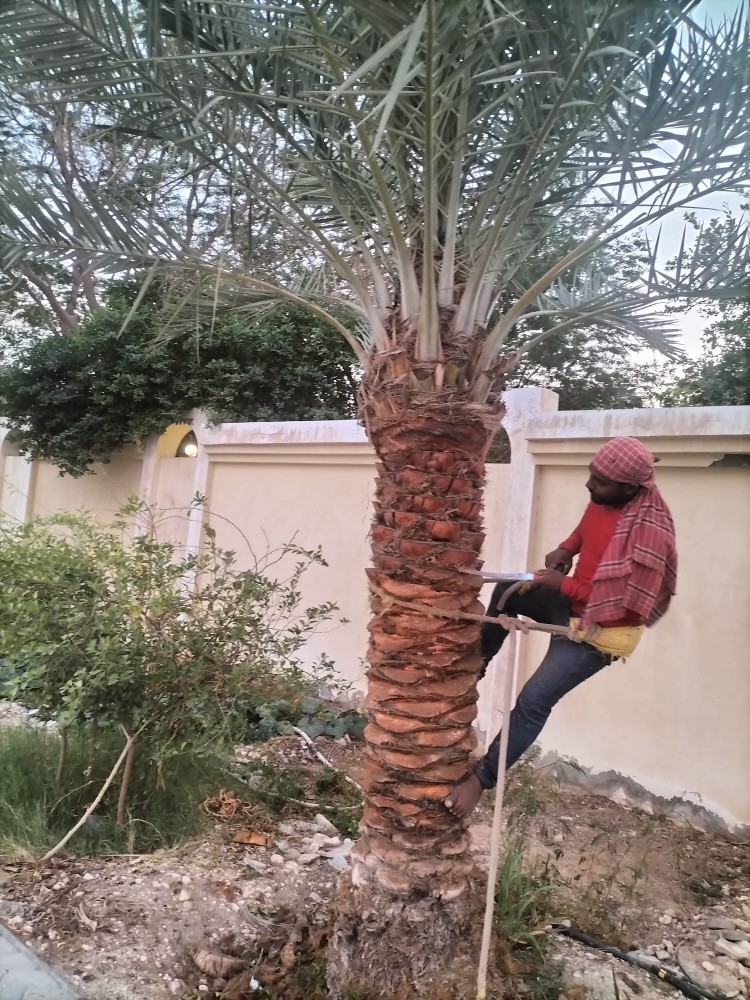 تنضيف النخل - 2