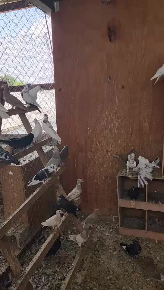 بوشهر - 1