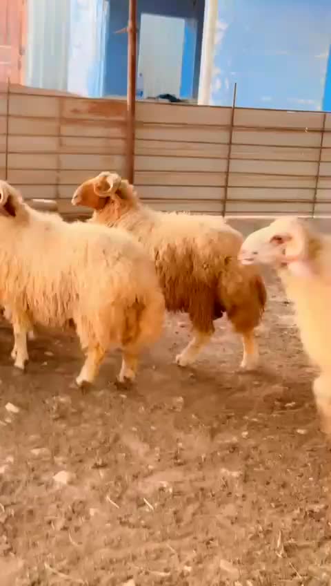 خرفان سوري محلي - 1