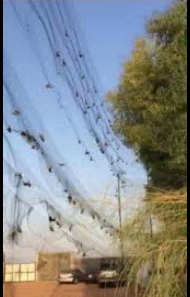 شبك صيد الطيور 20*4 - 4