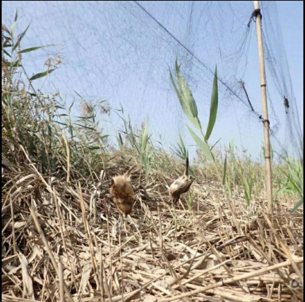 شبك صيد الطيور 20*4 - 3
