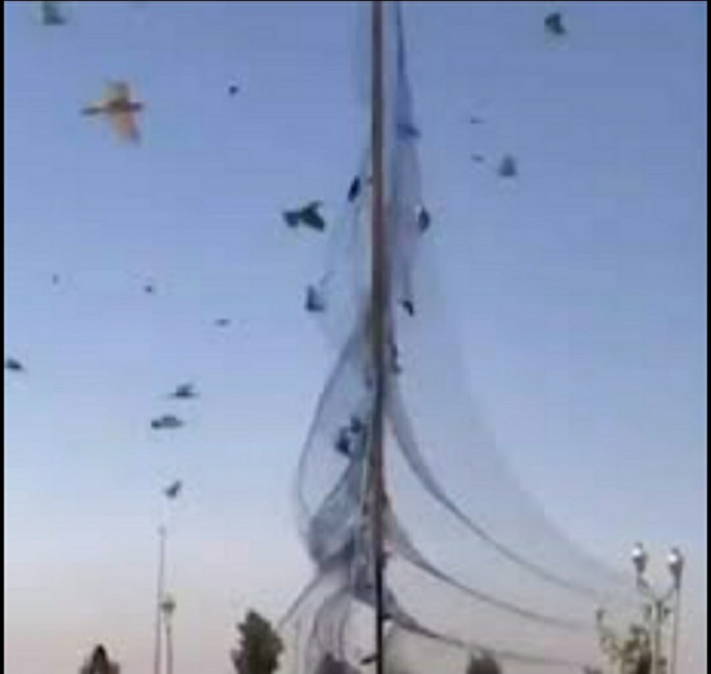 شبك صيد الطيور 20*4 - 5