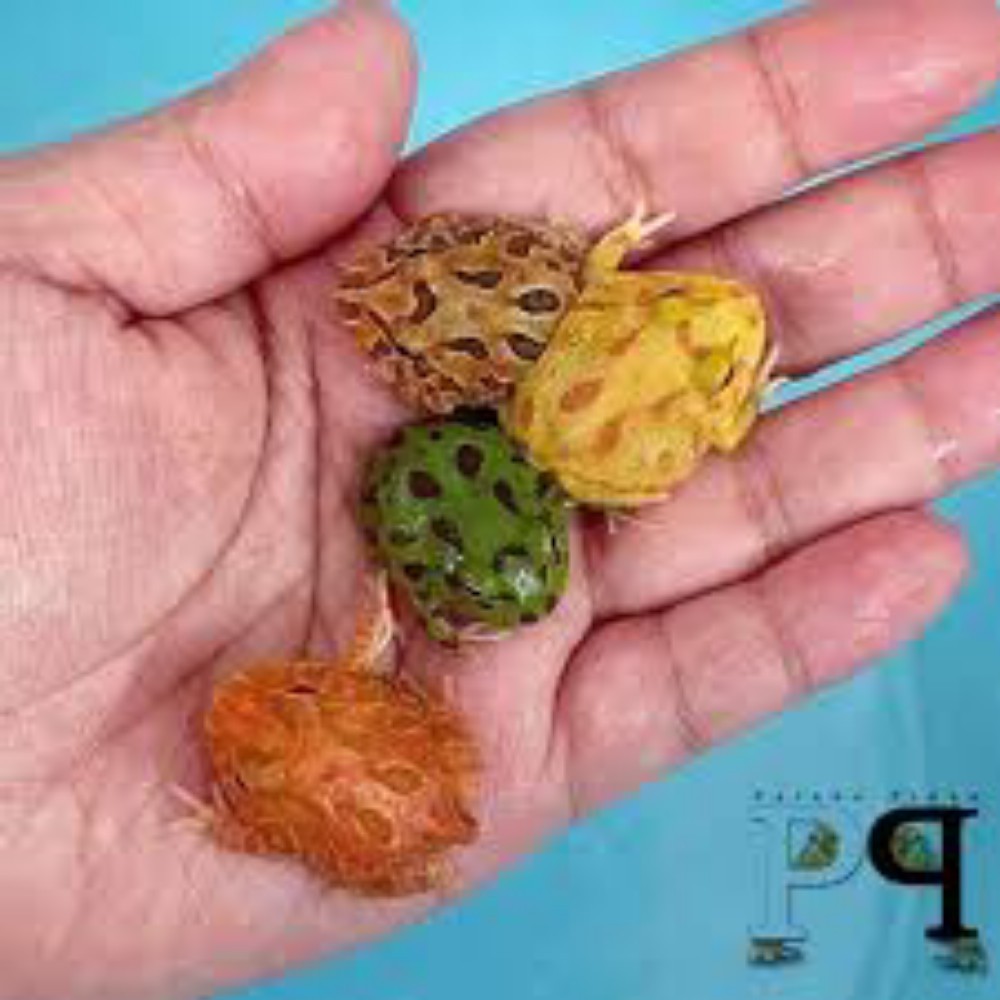 Reptiles for sale - 3