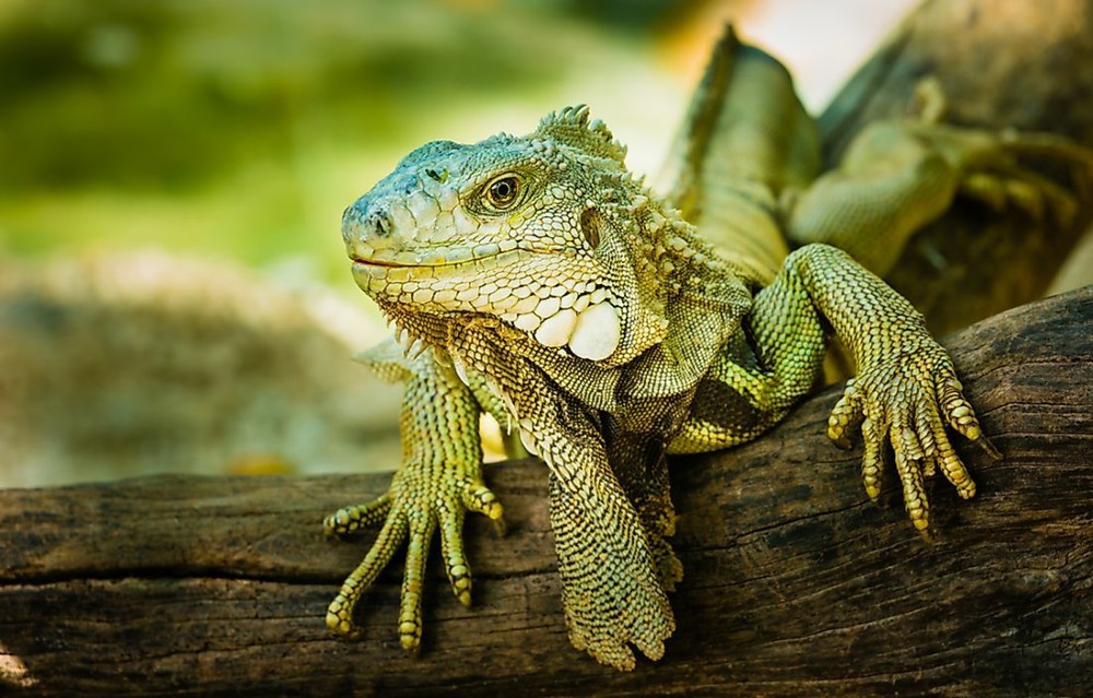 Reptiles for sale - 4