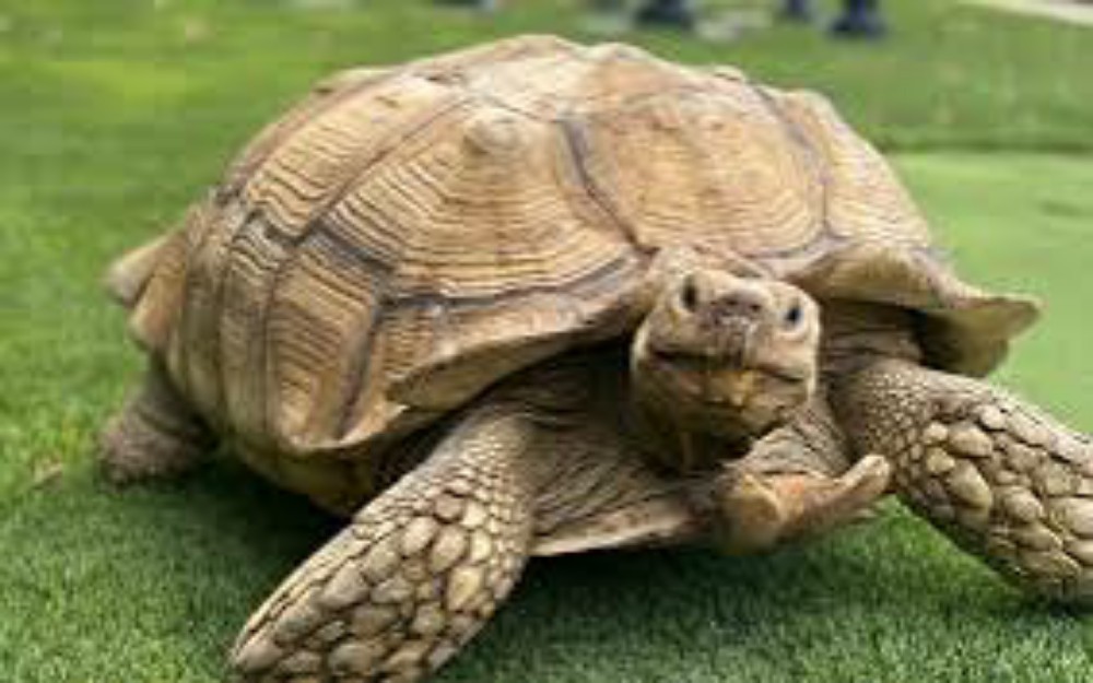 Reptiles for sale - 5