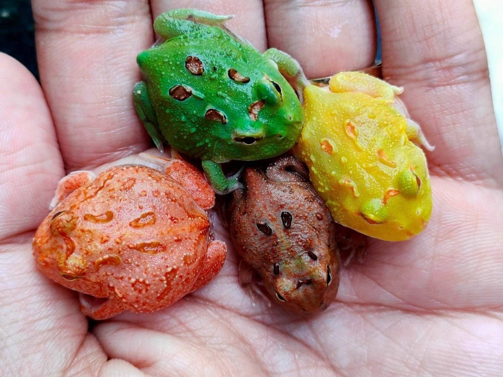 Reptiles for sale - 2