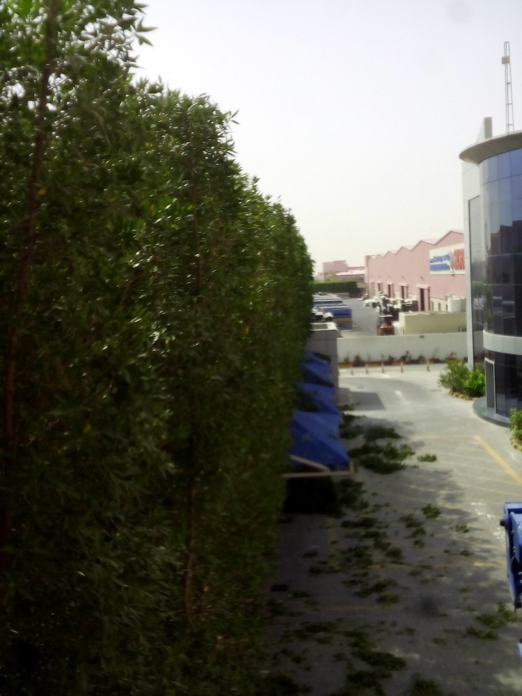 قص وتنظيف الحدائق - 3