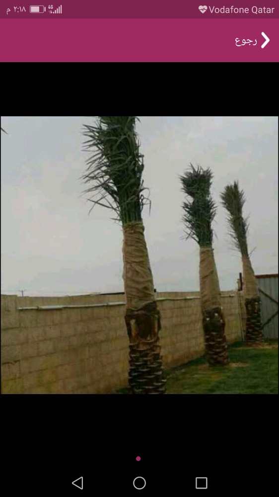 اشجار الزينه - 4
