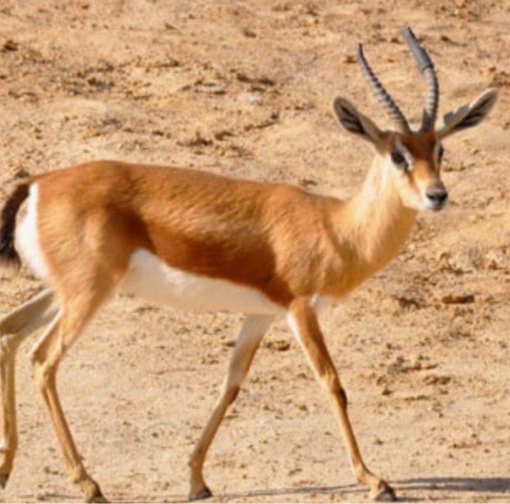 مطلوب ظبي عفري من سنتين لين اربع - 1