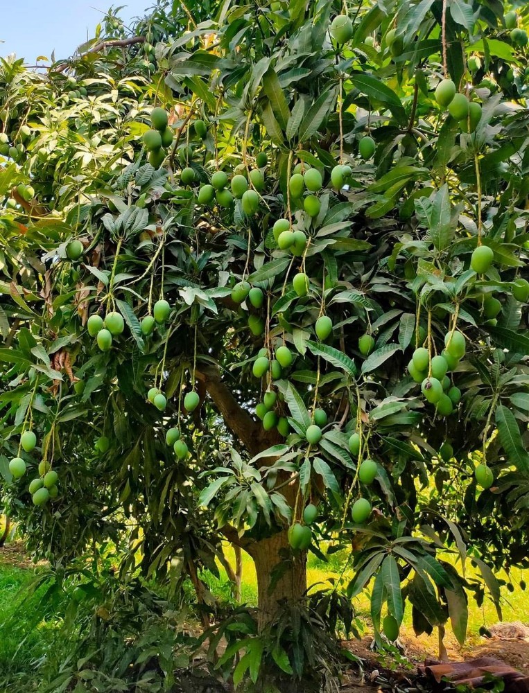 مهندس زراعي - 3