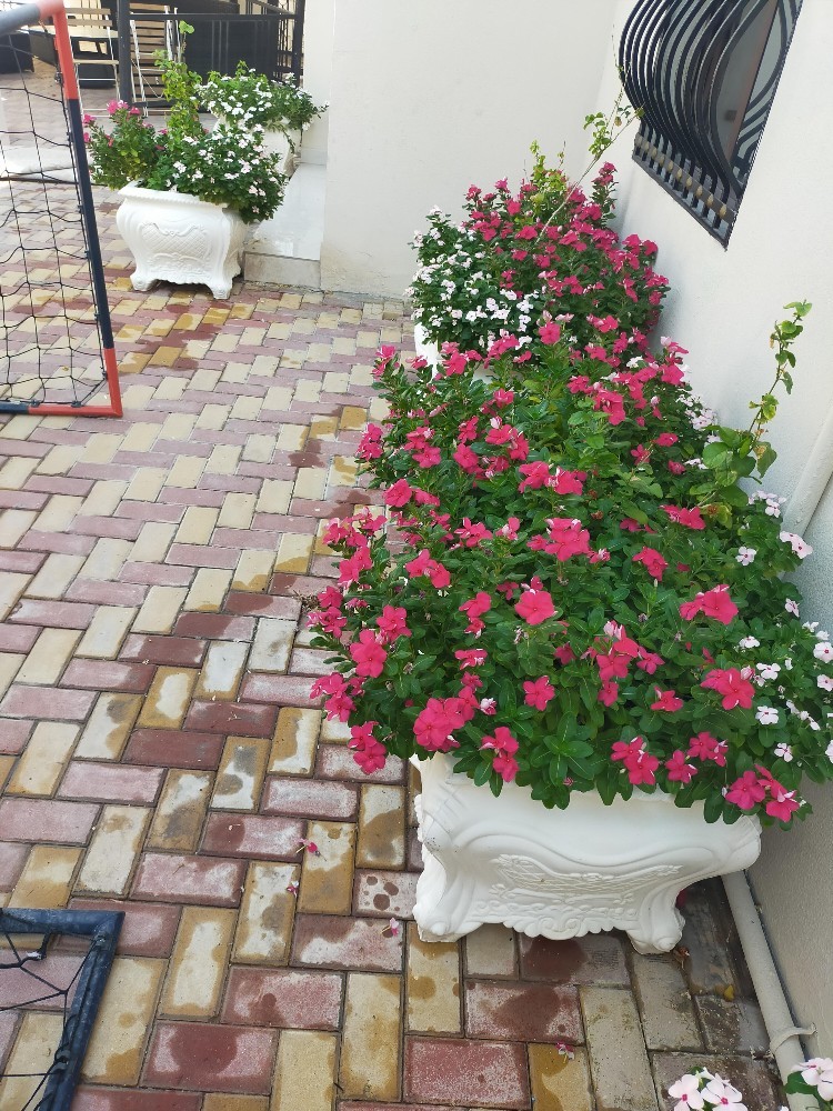 عنايه شهريه للحديقة - 3